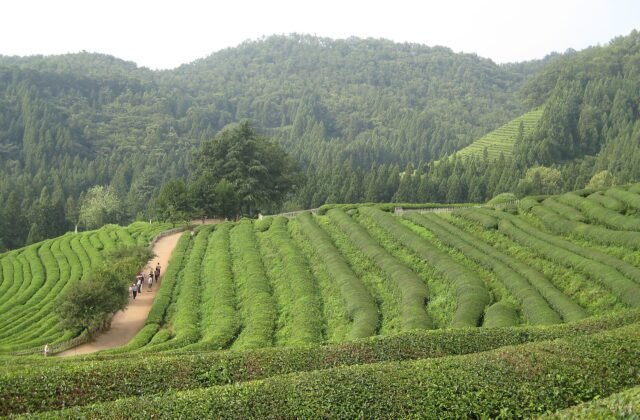 寶城大韓茶園層層疊翠的階梯綠茶田
