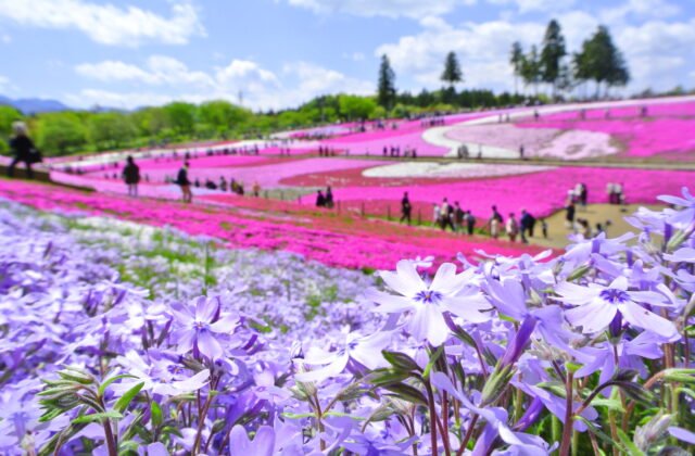 羊山公園春天粉紫交織的芝櫻之丘（埼玉縣秩父）