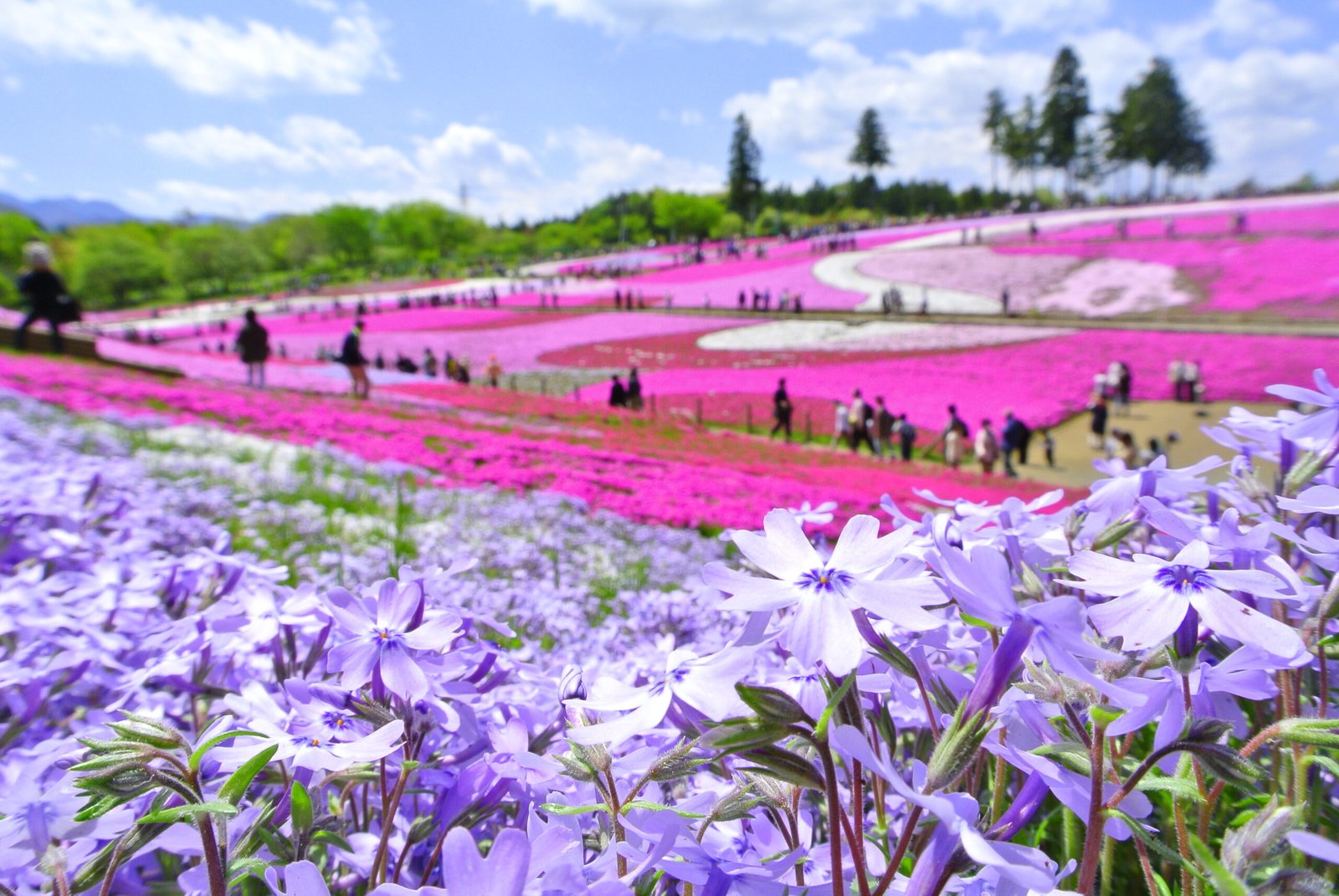 羊山公園春天粉紫交織的芝櫻之丘（埼玉縣秩父）