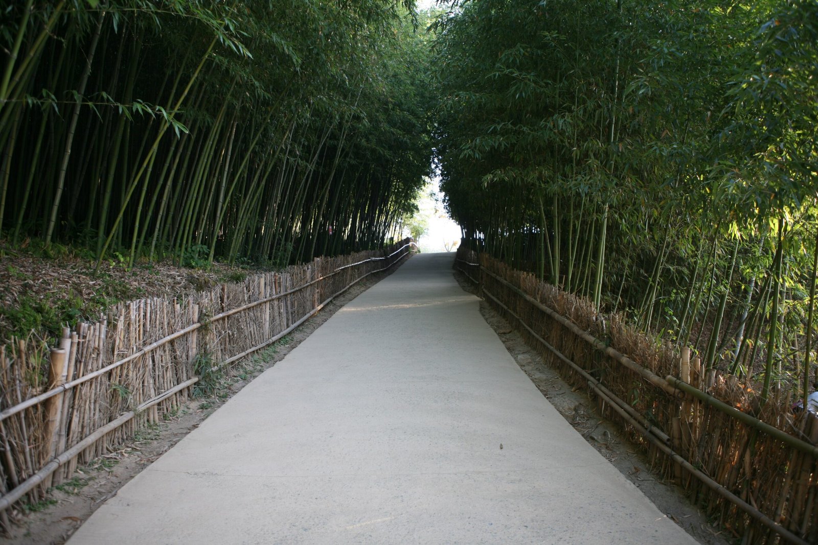 潭陽竹綠苑高聳竹林間的散步道