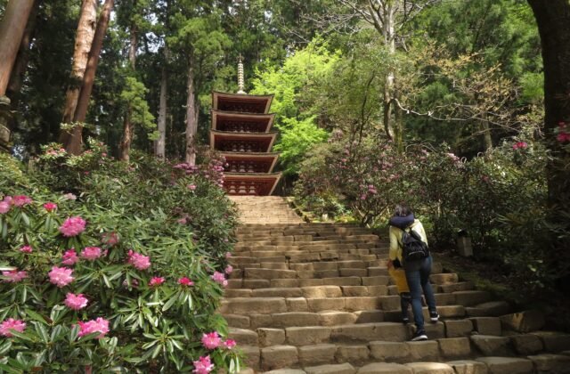 奈良 宇陀 室生寺 國寶五重塔 杉林