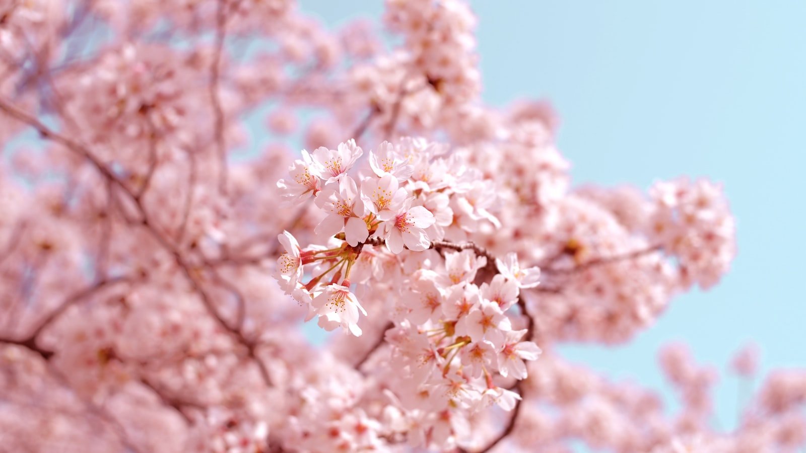 日本櫻花