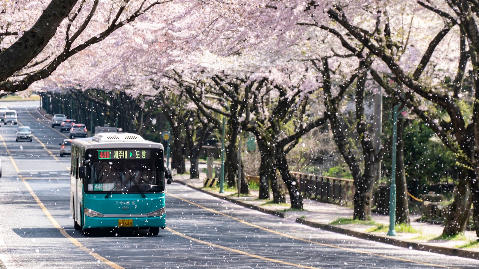 韓國櫻花