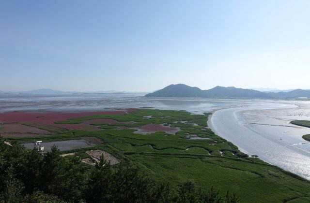 順天灣濕地的蘆葦田與S形水道（龍山展望台俯瞰）