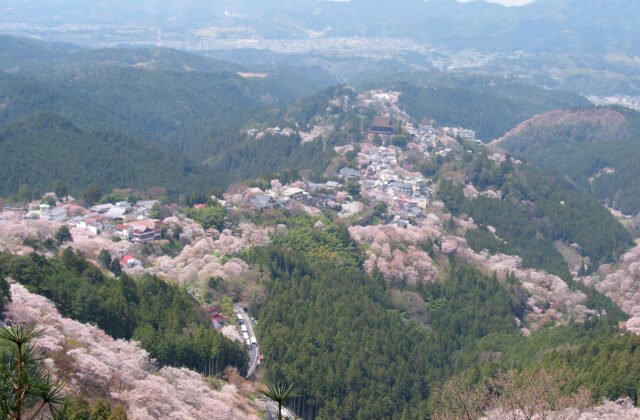 吉野山山坡滿開的千本櫻與山谷間的宿坊聚落