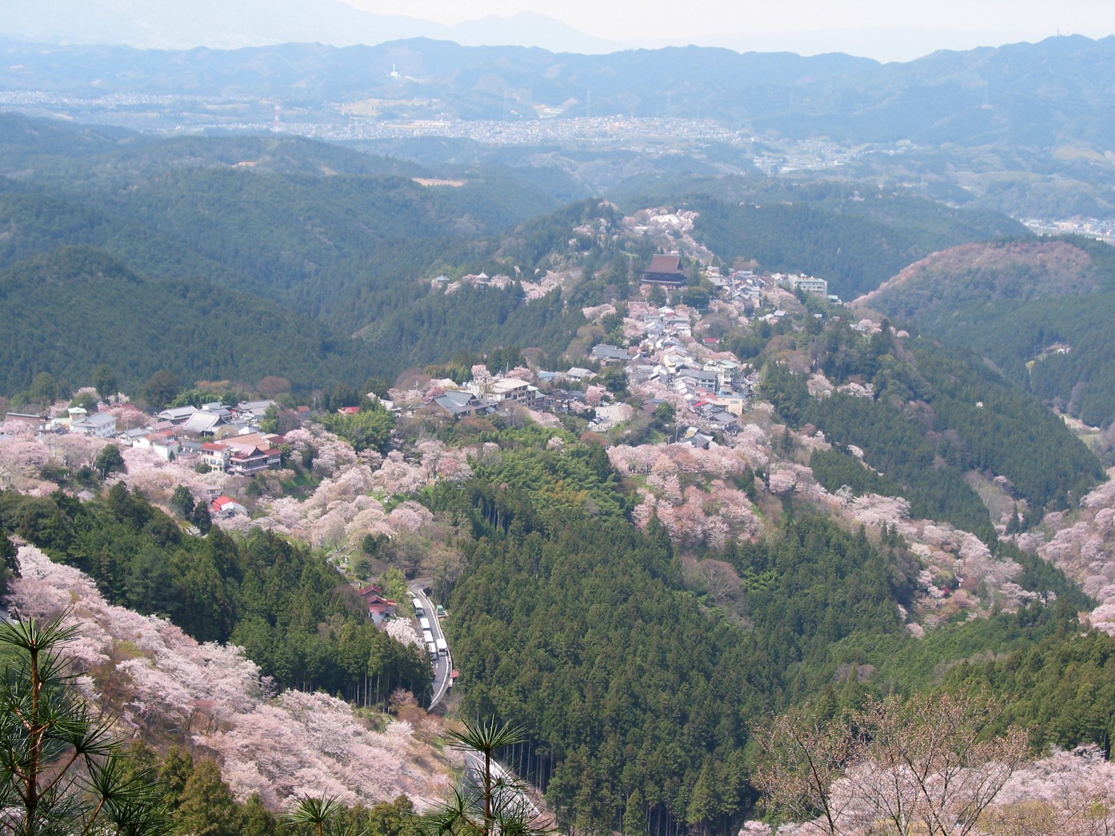 吉野山山坡滿開的千本櫻與山谷間的宿坊聚落
