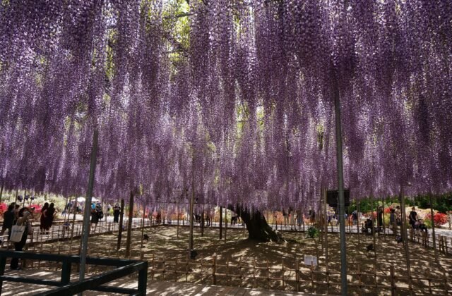 足利花卉公園樹齡約160年的大藤紫色花簾