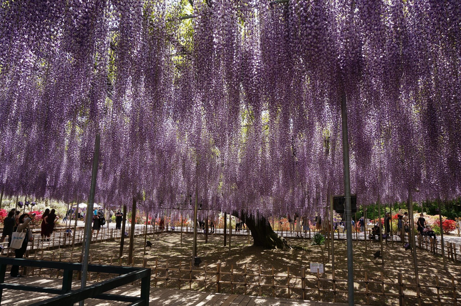 足利花卉公園樹齡約160年的大藤紫色花簾