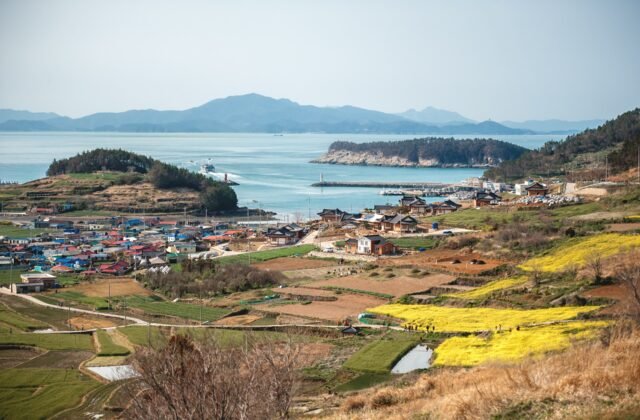 青山島春天的漁村、油菜花田與遠處多島海