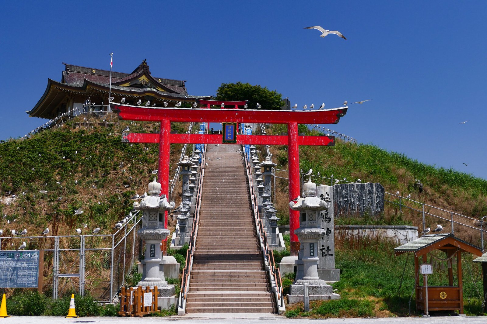 蕪嶋神社の朱鳥居と石段・ウミネコ