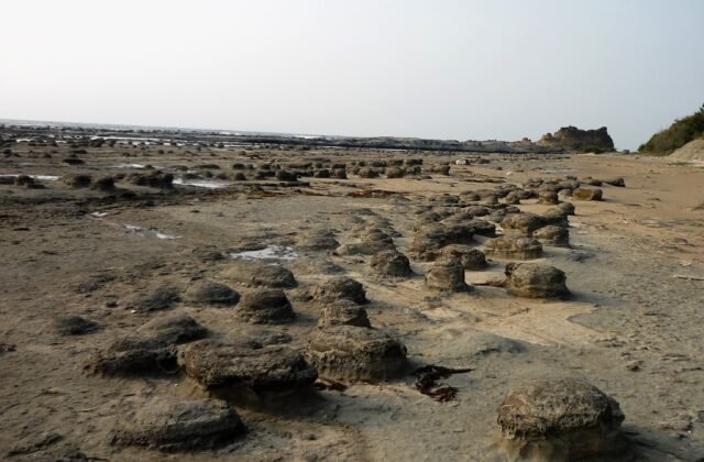 石見畳ヶ浦的波蝕岩台與圓形團球結核、天然紀念物