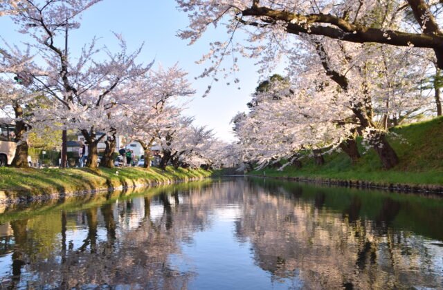 弘前公園護城河兩岸櫻花與倒影