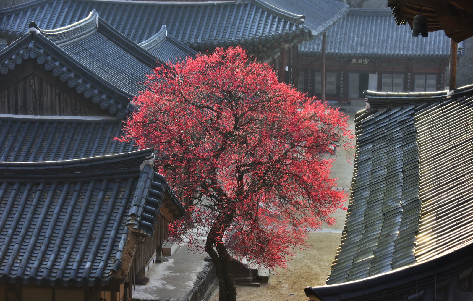 求禮華嚴寺境內盛開的紅梅,四周是層層疊疊的殿宇屋瓦