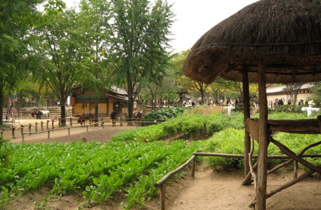 韓國京畿道龍仁韓國民俗村傳統茅草屋原頭幕與馬匹秋景