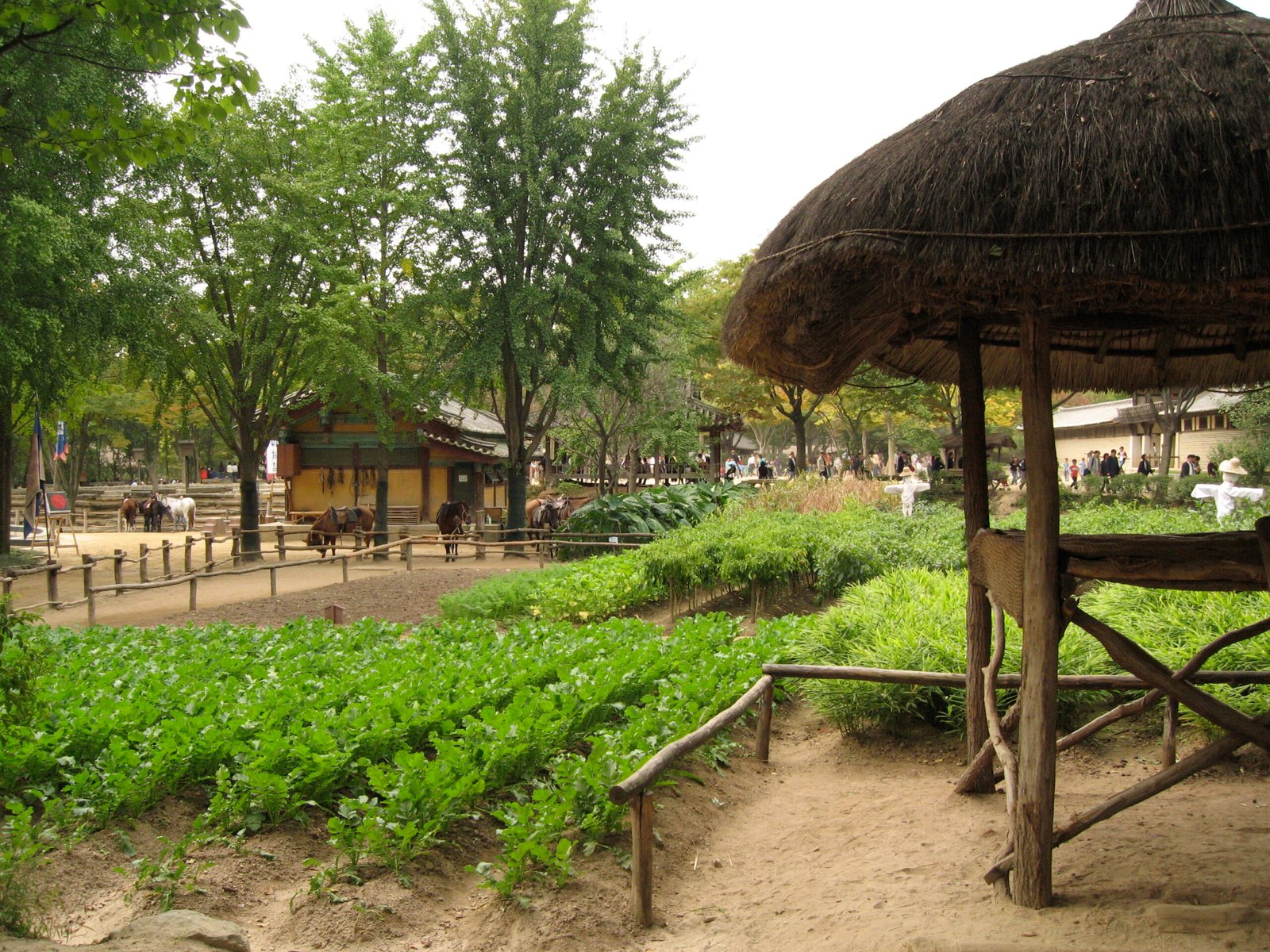韓國京畿道龍仁韓國民俗村傳統茅草屋與馬匹秋景
