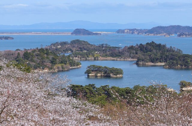 松島湾 桜