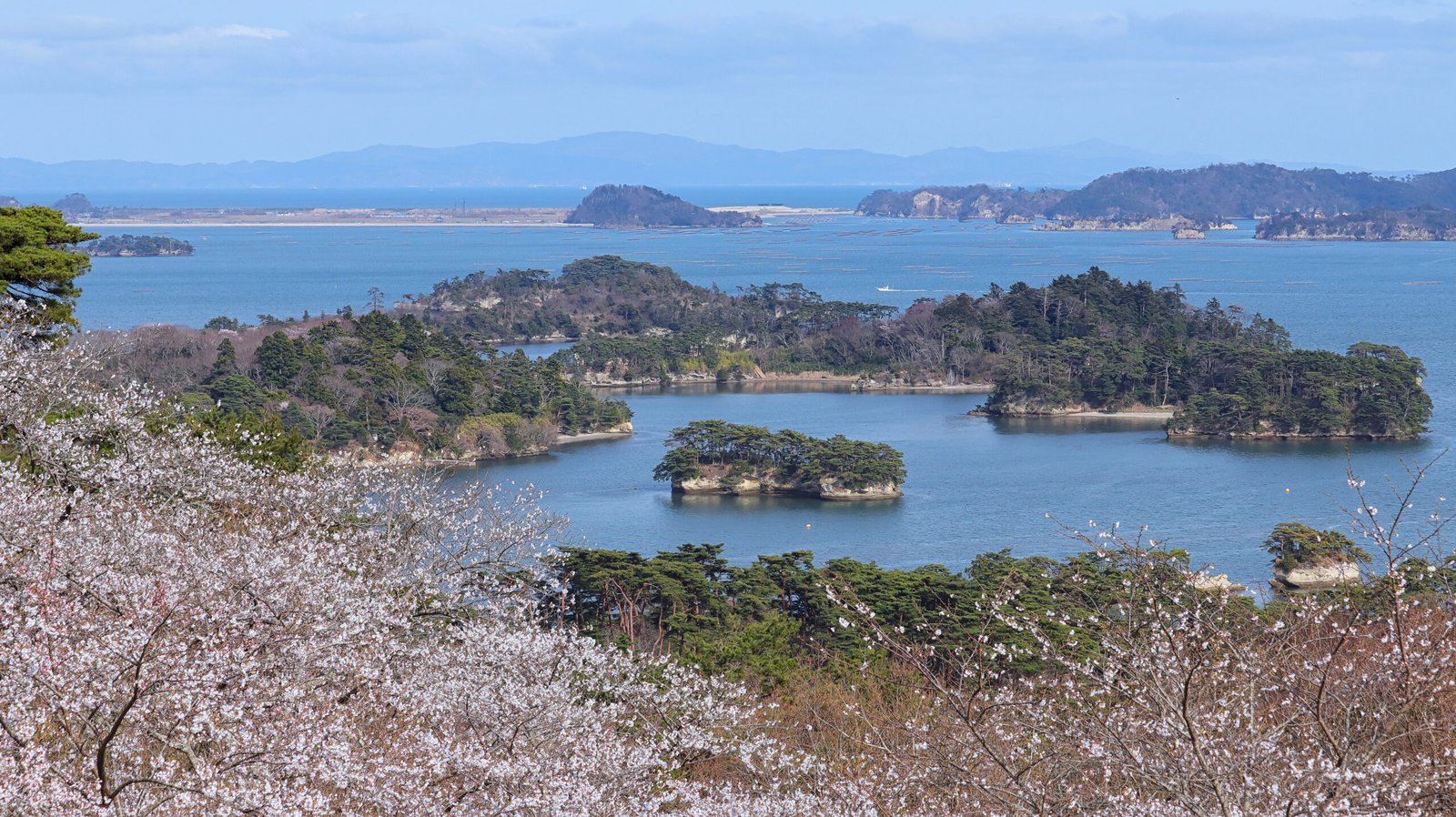 松島湾 桜