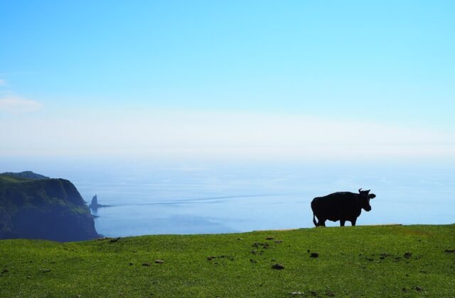 隱岐西之島摩天崖崖上草地放牧的牛與遠方海蝕崖