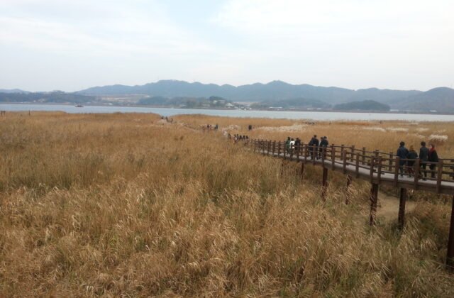 舒川新星里金黃色蘆葦田與木棧道、金江與遠山