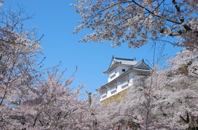 日本岡山縣津山城復原備中櫓聳立於石垣上被櫻花環繞