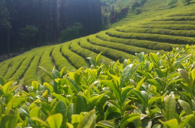 寶城大韓茶園夏季的階梯綠茶壟與杉木林