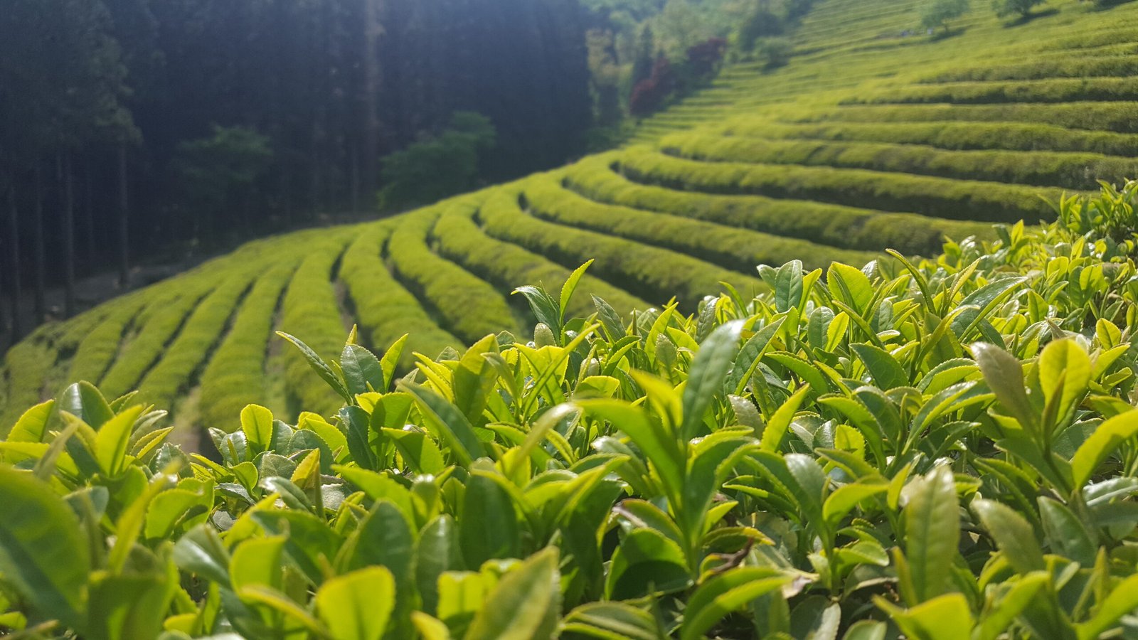 寶城大韓茶園夏季的階梯綠茶壟與杉木林