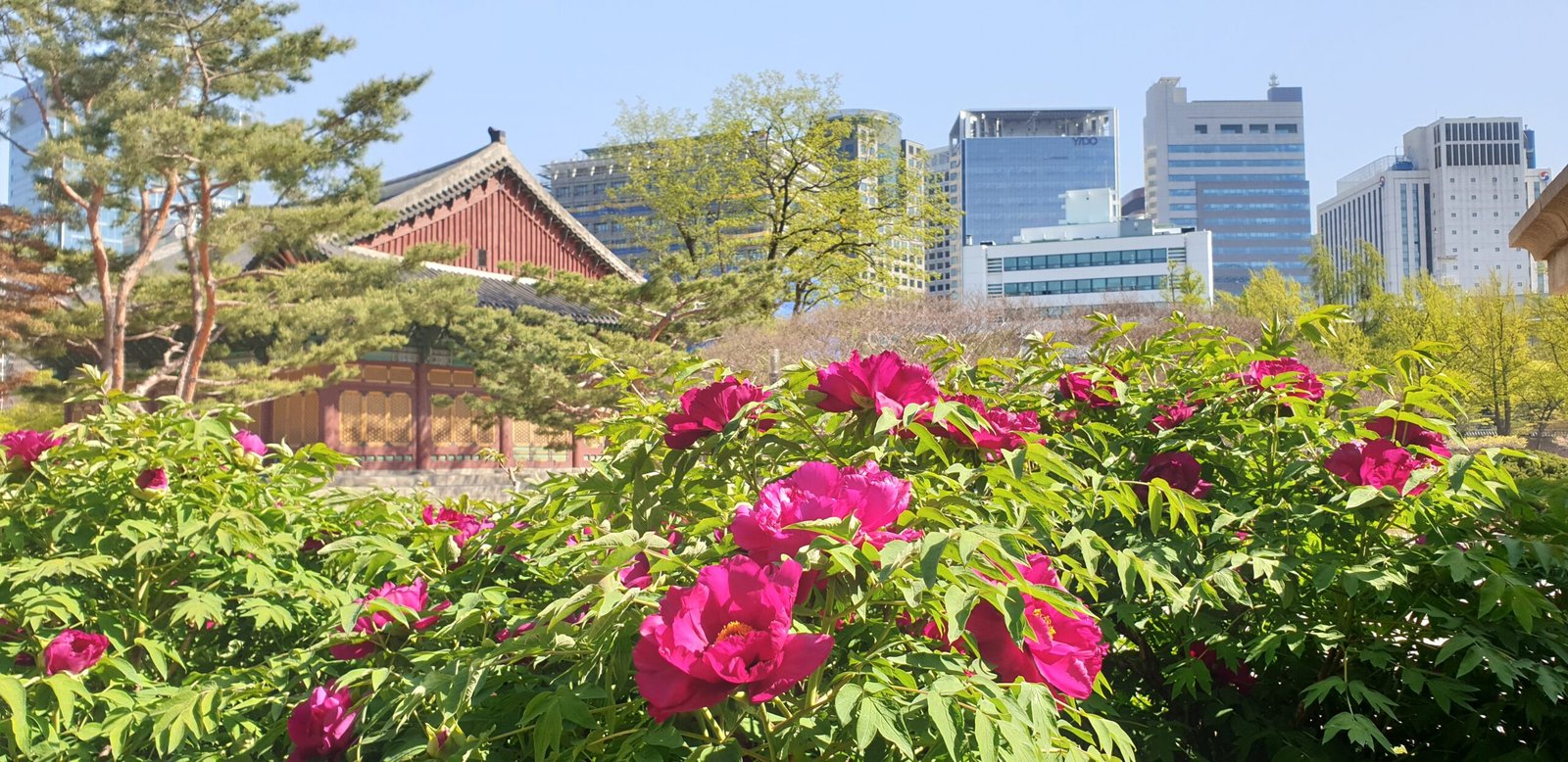 德壽宮中和殿與中和門,背景為首爾市中心摩天大樓
