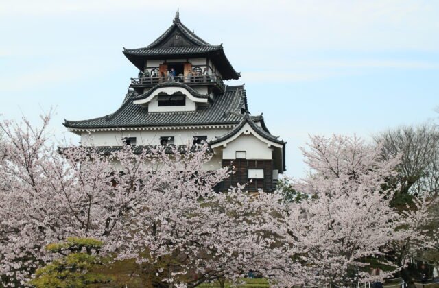 日本愛知犬山城天守與櫻花