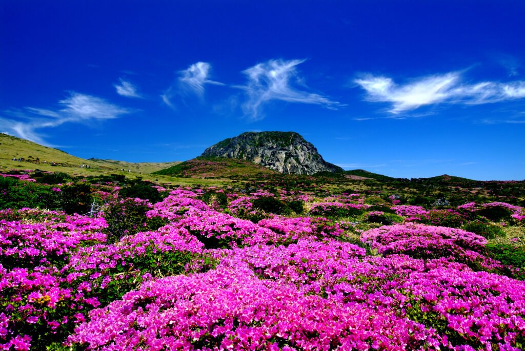 漢拏山五月盛開的高山杜鵑與白鹿潭南壁