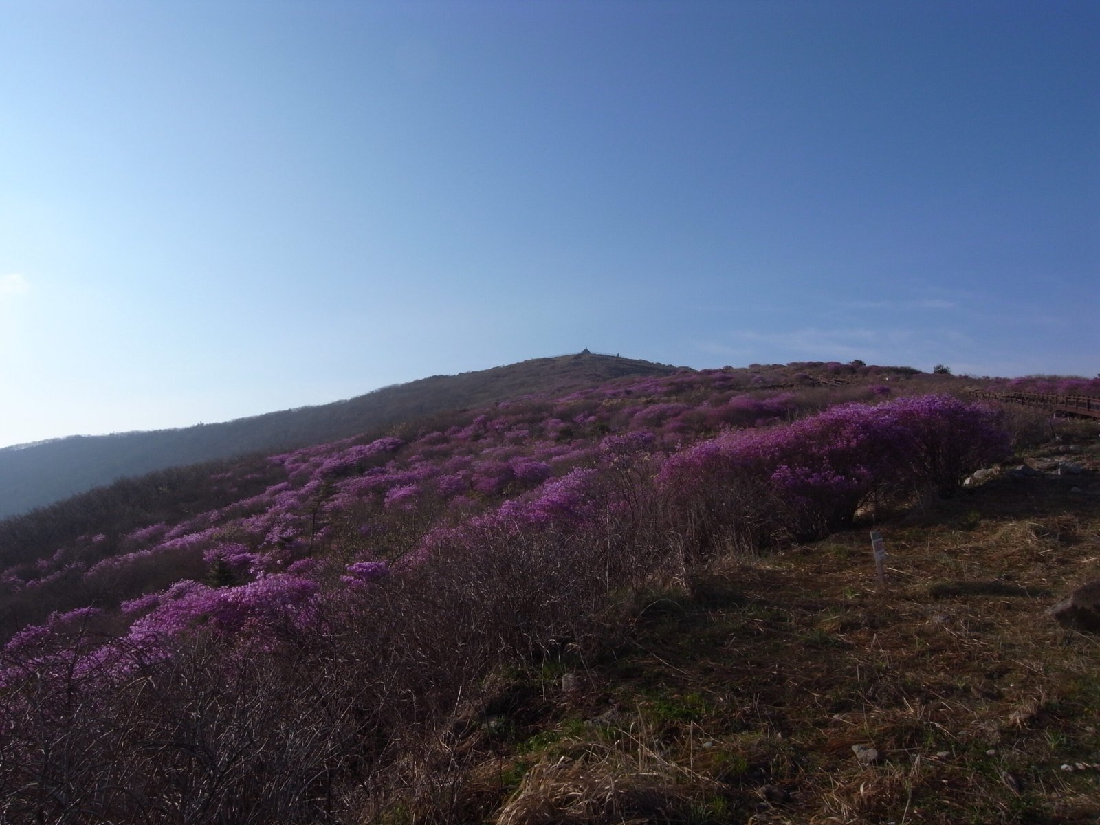 智異山老姑壇稜線與철쭉花海遠眺