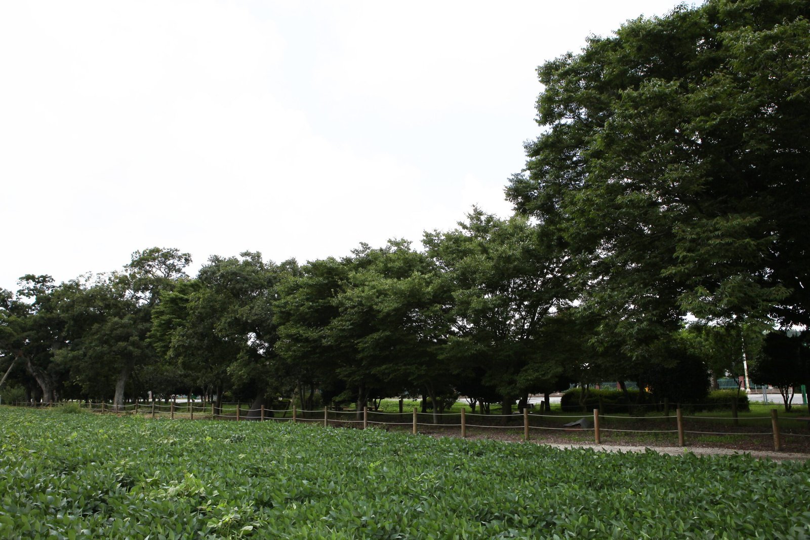 務安青川里天然紀念物老樹林