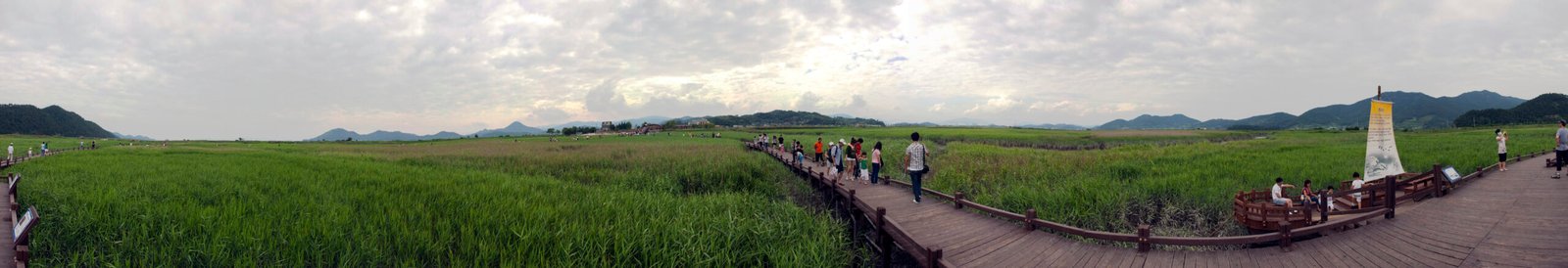 順天灣濕地生態公園的蘆葦田與木棧道全景
