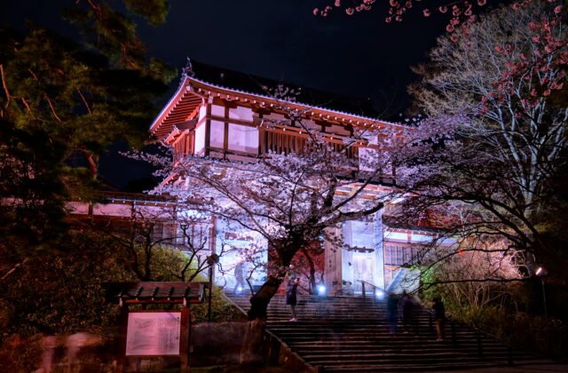 秋田千秋公園久保田城本丸表門夜櫻點燈
