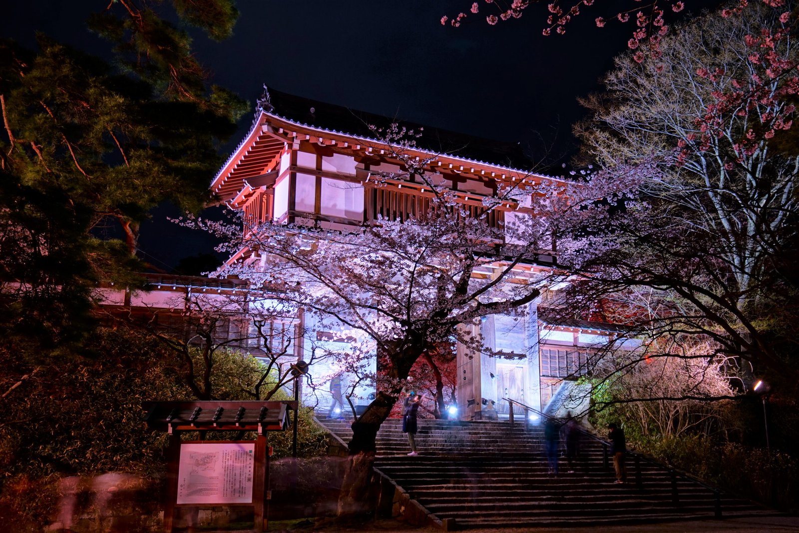 秋田千秋公園久保田城本丸表門夜櫻點燈