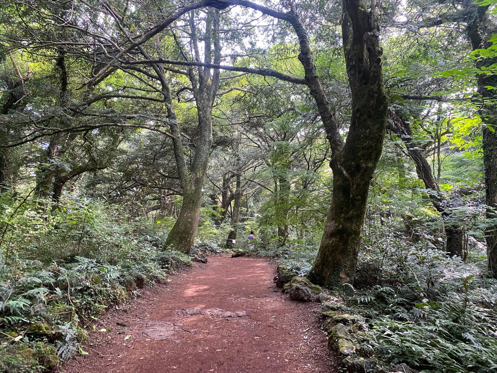 榧子林兩千八百株非榧木原生林內部