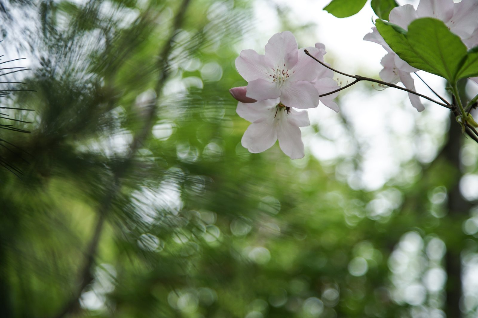 和談林園內淡粉色的皇家杜鵑花枝,背景是模糊的綠色松林