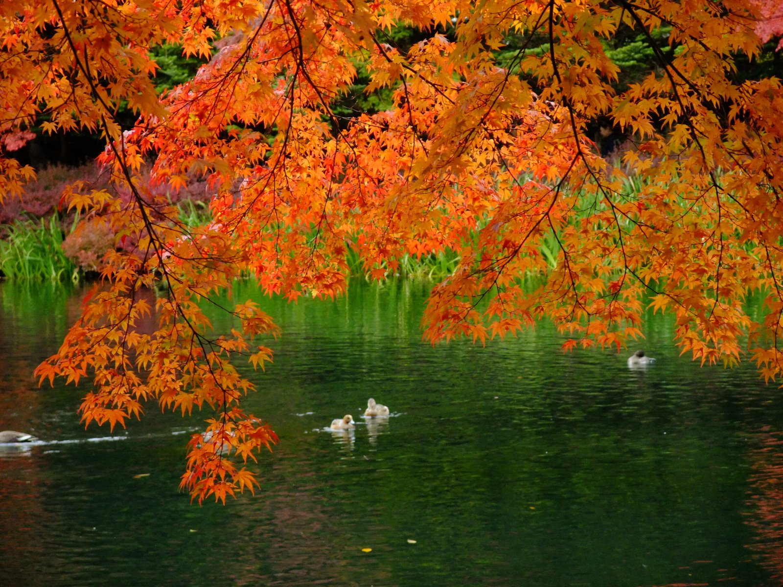 十月下旬雲場池的紅葉倒映在池面