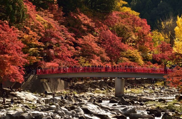 愛知縣豐田市足助香嵐溪的待月橋與滿山紅葉