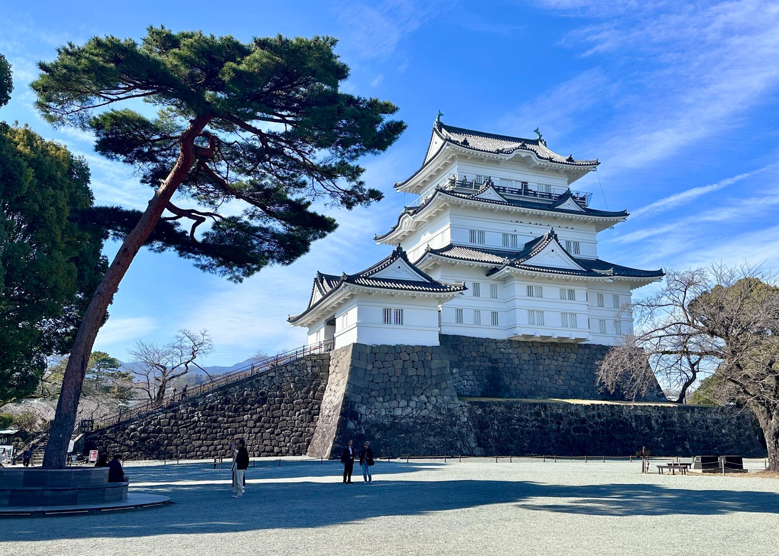 小田原城天守閣與本丸的松樹