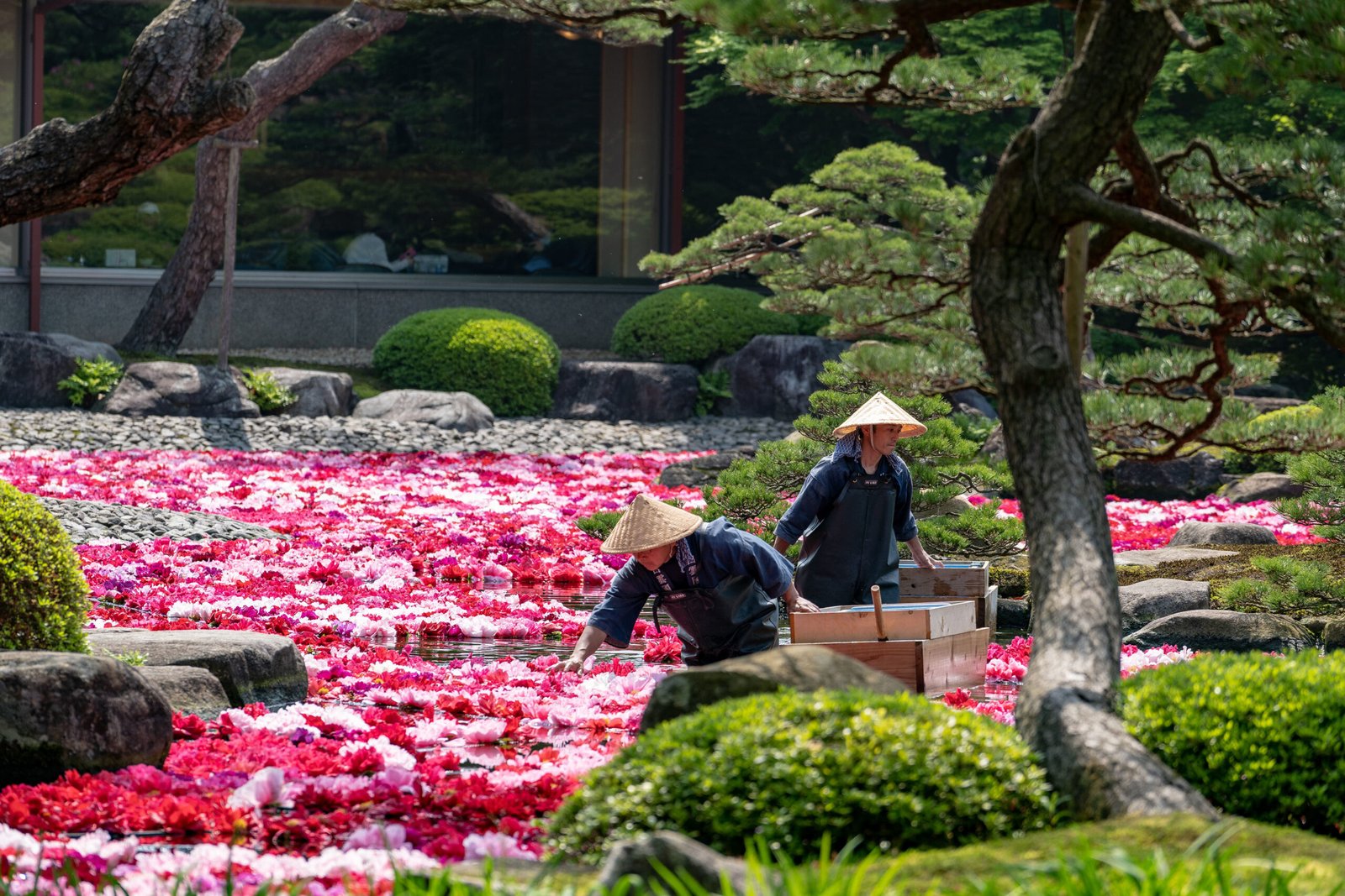 由志園池中花壇開滿粉紅與桃紅牡丹，兩位戴斗笠的園丁正彎腰整理花叢